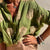 Kvinders Bluse Trendy Design og Bomuldsblanding